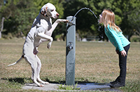 Dog helps girl at water fountain